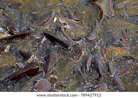 Pangasius in the pond