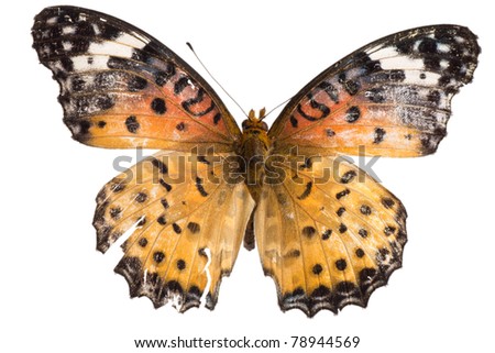 insect butterfly isolated
