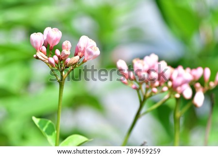 Jatropha integerrima ; (peregrina, spicy jatropha) ;  An evergreen decorative shrub distinctive lance-shaped, bright green leaves. deep pink flowers on large bouquet, long stalk soaring out at tip.