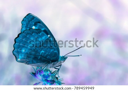 Invert effect applied on a photo of a butterfly.
