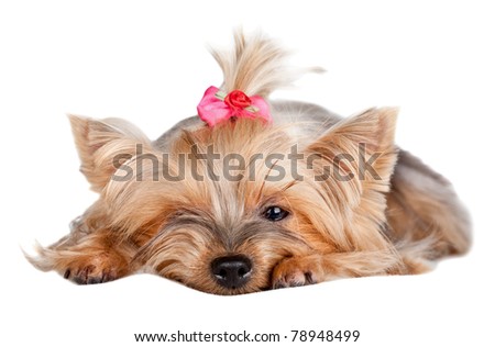 Yorkshire terrier dog with red bow isolated on white