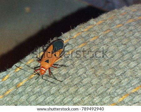 Orange ant picture