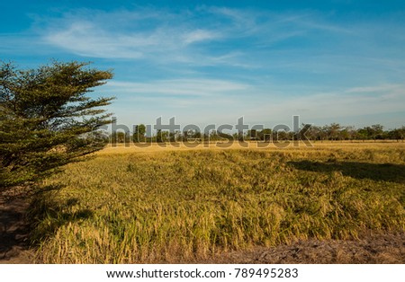 Pictures of beautiful rice field, sunset and sky background.