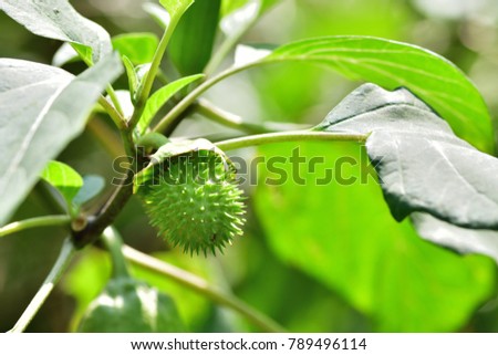 Datura metel (Brugmansia, Thorn apple) ; A unique green fruit which have thick and sharp spike covered all round shell. Hanging down on branch. Surrounded by green leaves. Be both poisonous & herbal. Royalty-Free Stock Photo #789496114
