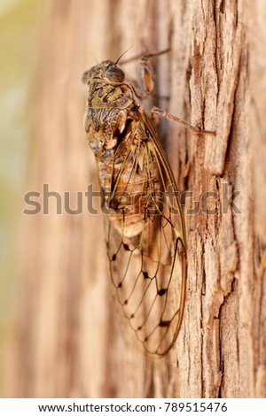 A Cicada on a tree, macro picture
