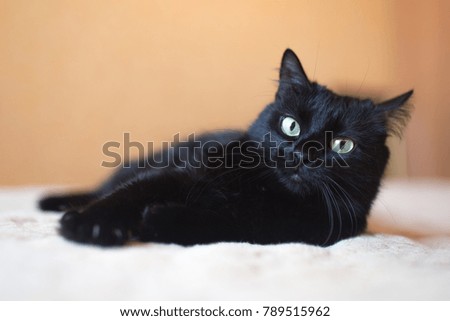 A cute black cat with large yellow eyes lies on a plaid.