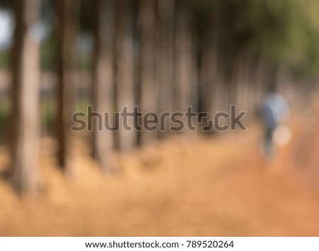 an array of pine trees with a man standing in blurry or out-of-focus concept