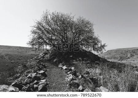 Gamla nature reserve located in the Golan Heights in Israel. View of the archaeological sites. Black and white photo