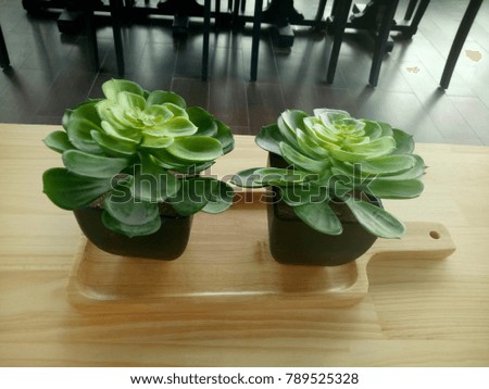 Cactus in coffee shop on light wooden table. 