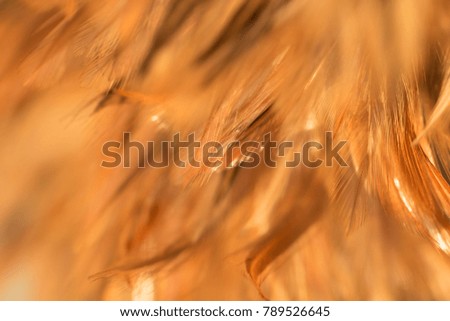 Bird,chickens feather texture for background,Abstract,postcard,blur style,soft color of art design.fashion 2018 trend.