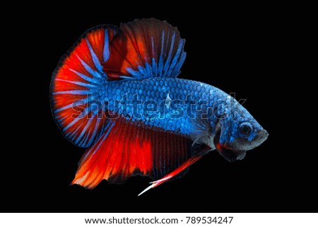 fighting fish red blue color  action swim with clipping path
