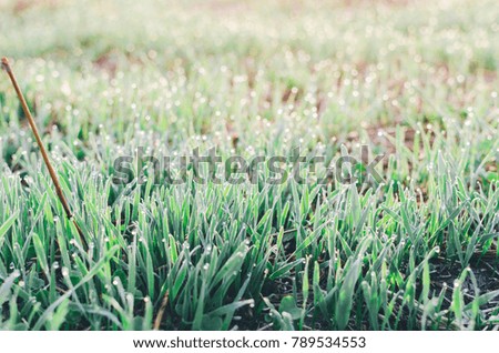 Green summer grass on field in morning time