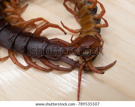 centipede fang shaped pliers