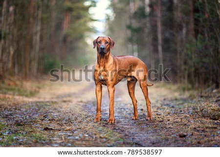 Beautiful Rhodesian ridgeback dog. Royalty-Free Stock Photo #789538597