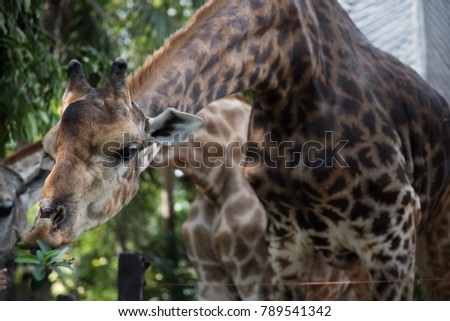 Giraffe eating leaves in the zoo