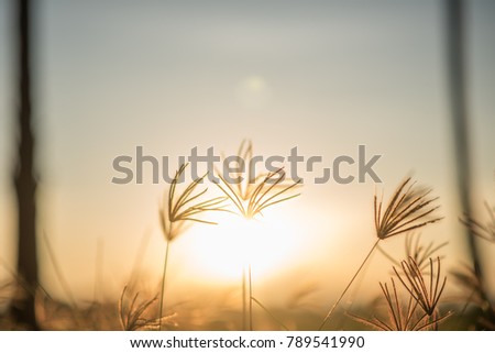 Grass on sunset.