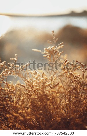 nature spring vintage sunny photo of meadow field