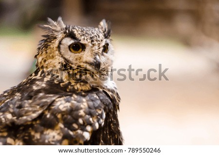 Owl Strix uralensis