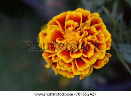 Marigold flower is a beautiful yellow flowers decorated to decorate the place
