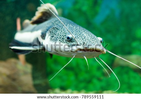 Redtail catfish in the aquarium. (Phractocephalus hemioliopterus). Freshwater fish Royalty-Free Stock Photo #789559111