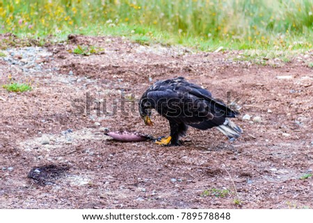 Wild bird, dark brown eagle on a bright summer day against a background of green grass waiting for food