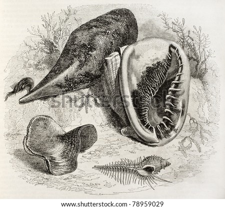 Marine biology: old illustration of various shells. Created by Freeman and Gusman, published on Magasin Pittoresque, Paris, 1850