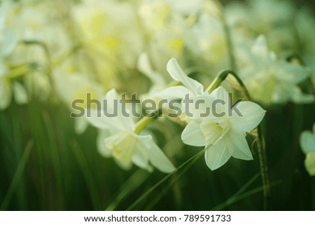 Narcissus flower. daffodils blooming background in cold colors. Spring mood