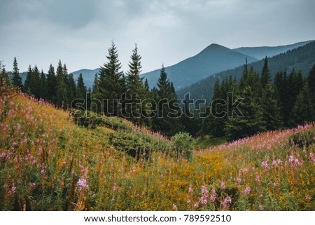 Location Carpathian national park, Ukraine, Europe. Perfect moment in alpine highlands. Scenic image of hiking concept. Awesome wallpapers. Idyllic adventure vacations. Discover the beauty of earth.