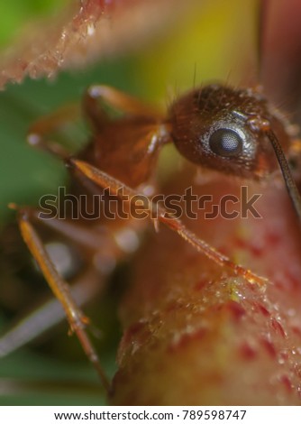 Macro closeup on Weaver ant workers have a vice like grip and tremendous strength. Weaver ants have been recorded to support 100 times their own weight