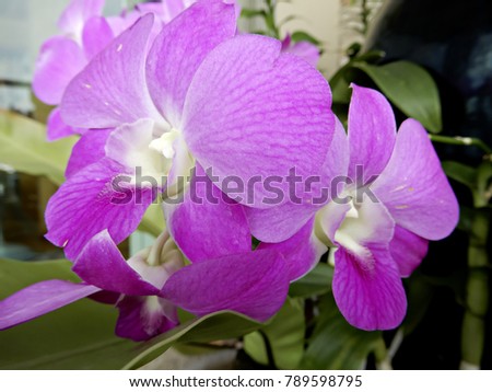 Beautiful pink orchid in nature background.
