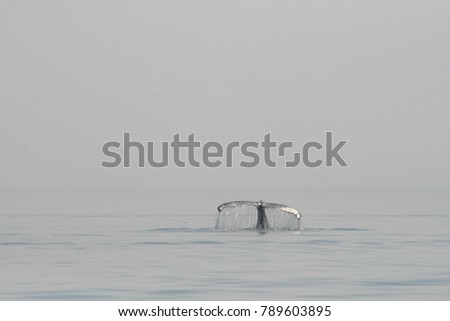 View of the tale of a whale in saint Laurent Bay Canada. Minimalist picture with just one principal object amoung the water surface.