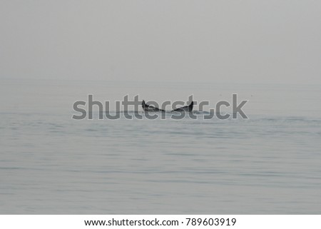 View of the tale of a whale in saint Laurent Bay Canada. Minimalist picture with just one principal object amoung the water surface.