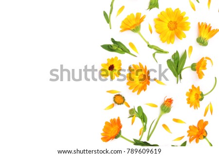 Calendula. Marigold flower isolated on white background with copy space for your text. Top view