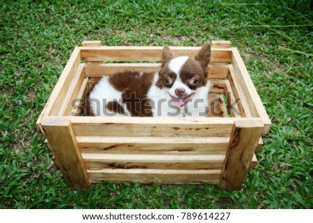 chihuahua in the basket