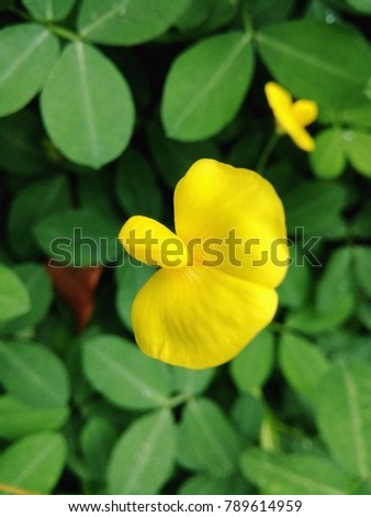 Beautiful nature yellow flower in spring garden