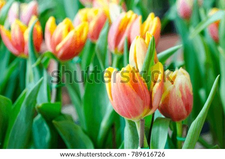 Flower tulips background. Beautiful view of tulips
