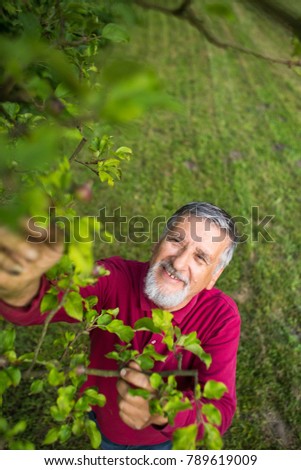 Portrait of a senior man gardening in his garden (color toned image) - checking the state of his orchard fruit trees