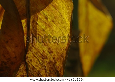 Leaves are dry