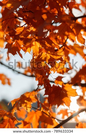 autumn background of maple leaves with light