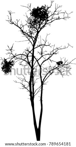 Dry tree died dead isolated on white background