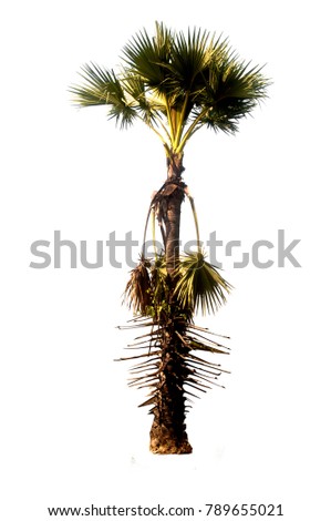 Sugar palm tree isolated with white background