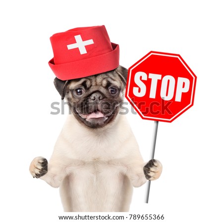 Pug puppy dressed like a doctor and sign stop in paw. isolated on white background.