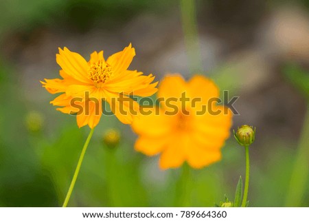 cosmos flowers field background.