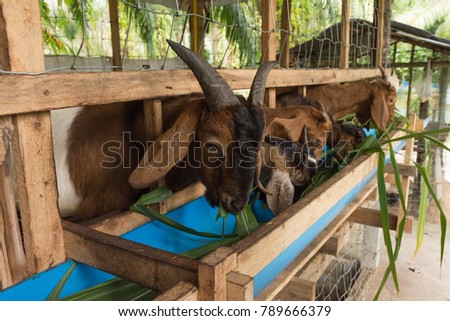A rural goat farm where goat feeding is quite lovely.