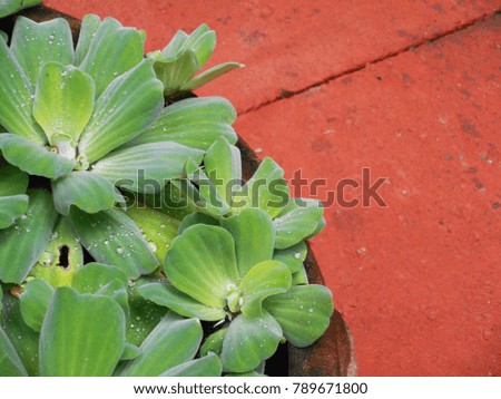 Rain drop on the green water lettuce leaves with red brick background