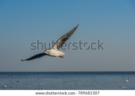 Seagulls fly in the sky at Bang Pu,Thailand.Soft Focus