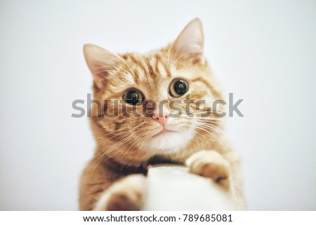 Ginger Cat at the Top of the Door Royalty-Free Stock Photo #789685081