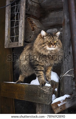 thoroughbred siberian cat on snowy wood  wall
