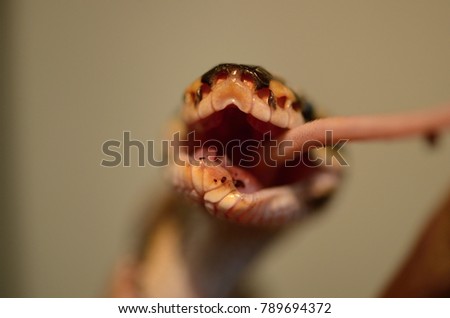 Ball python (Python regius) eating mouse