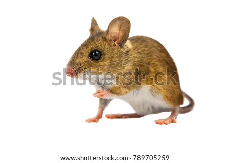 Curious Wood mouse (Apodemus sylvaticus) with cute brown eyes looking in the camera on white background Royalty-Free Stock Photo #789705259